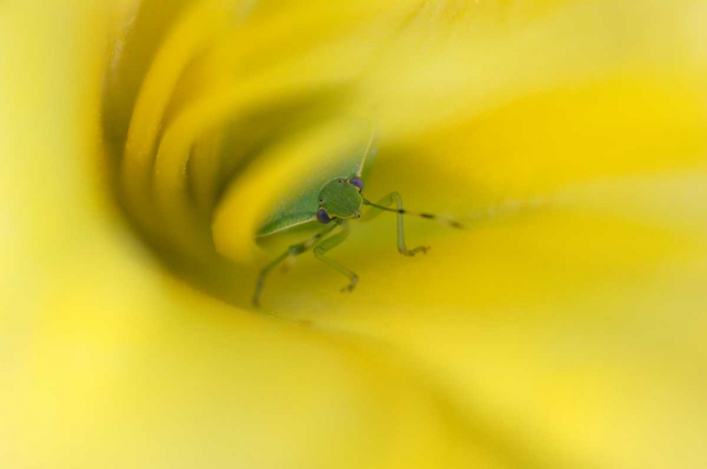 Shield Bug in Lily art print by Nancy Rotenberg for $57.95 CAD