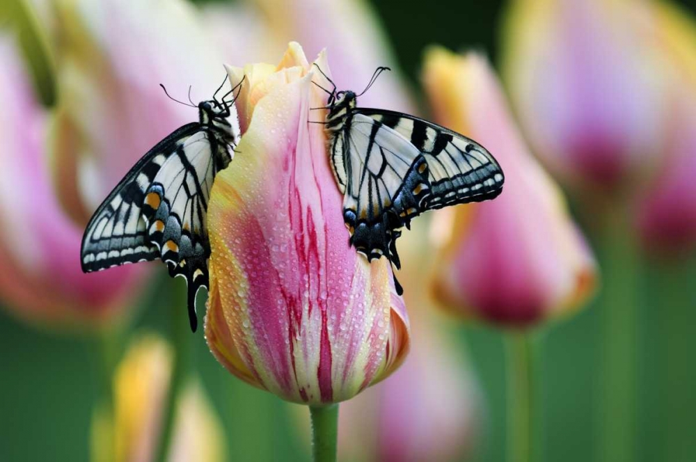 Two Eastern Tiger Swallowtail Butterfly on Tulip art print by Nancy Rotenberg for $57.95 CAD