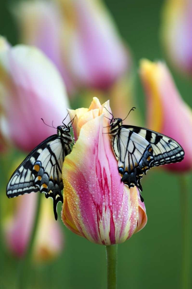 Swallowtail Butterflies on Tulip in the Morning art print by Nancy Rotenberg for $57.95 CAD