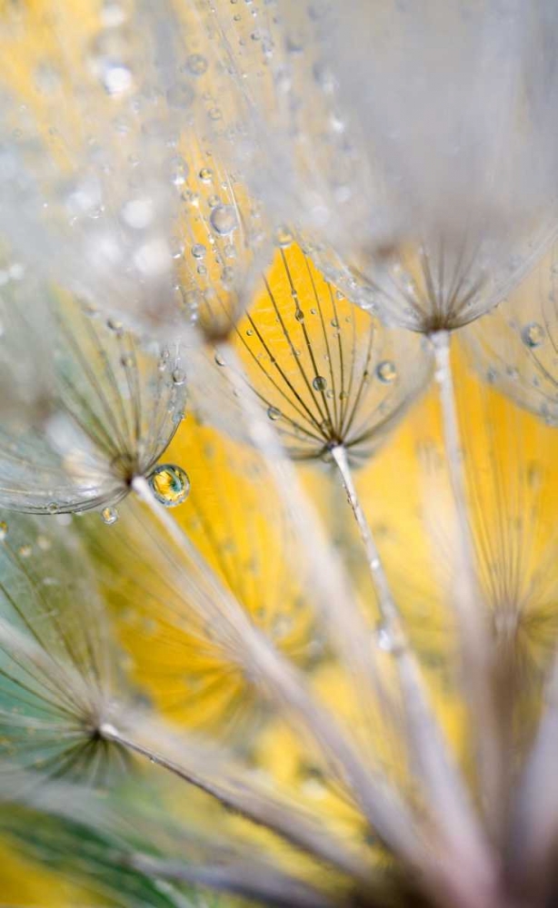 Seedhead with Raindrops art print by Nancy Rotenberg for $57.95 CAD