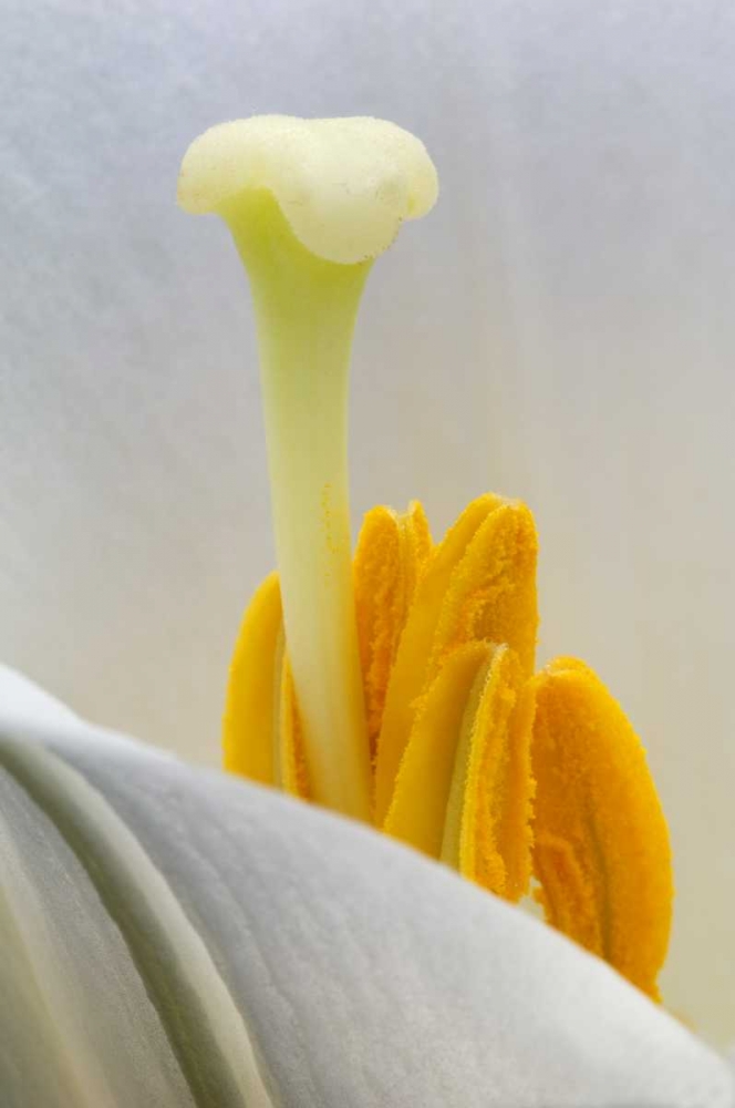 Lily stamen close-up art print by Nancy Rotenberg for $57.95 CAD