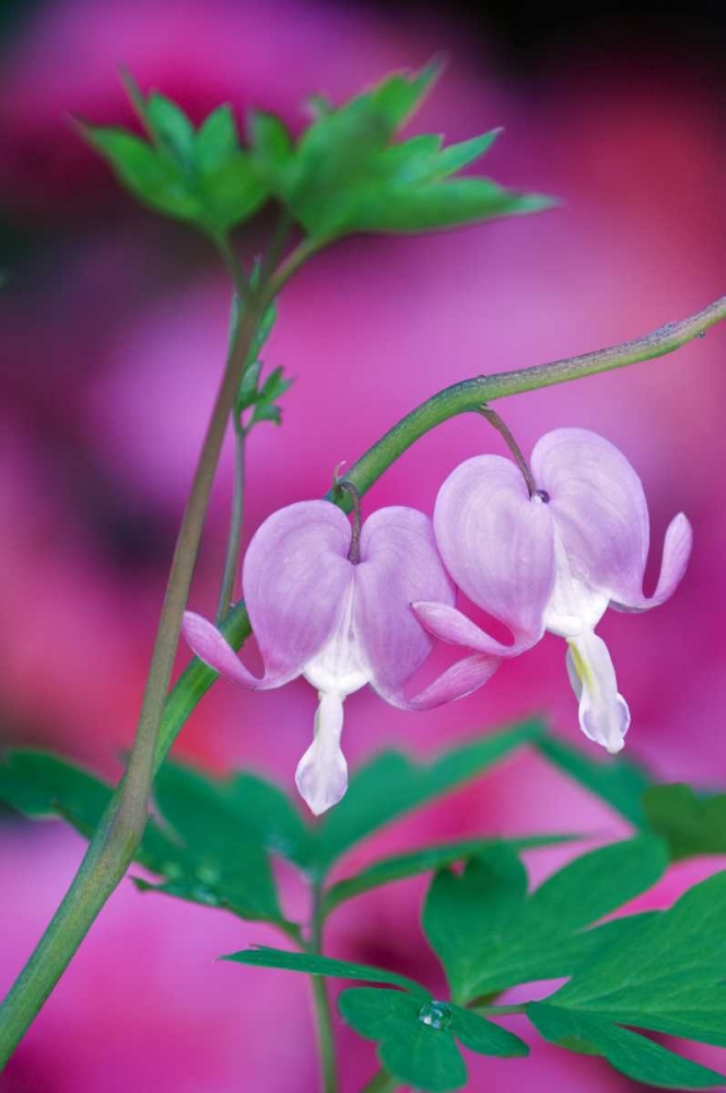 Bleeding Hearts Connecting In Garden art print by Nancy Rotenberg for $57.95 CAD