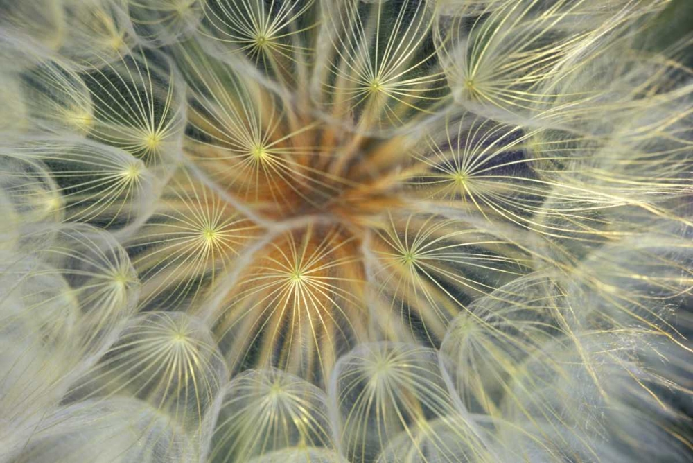 Dandelion Seedhead close-up art print by Nancy Rotenberg for $57.95 CAD