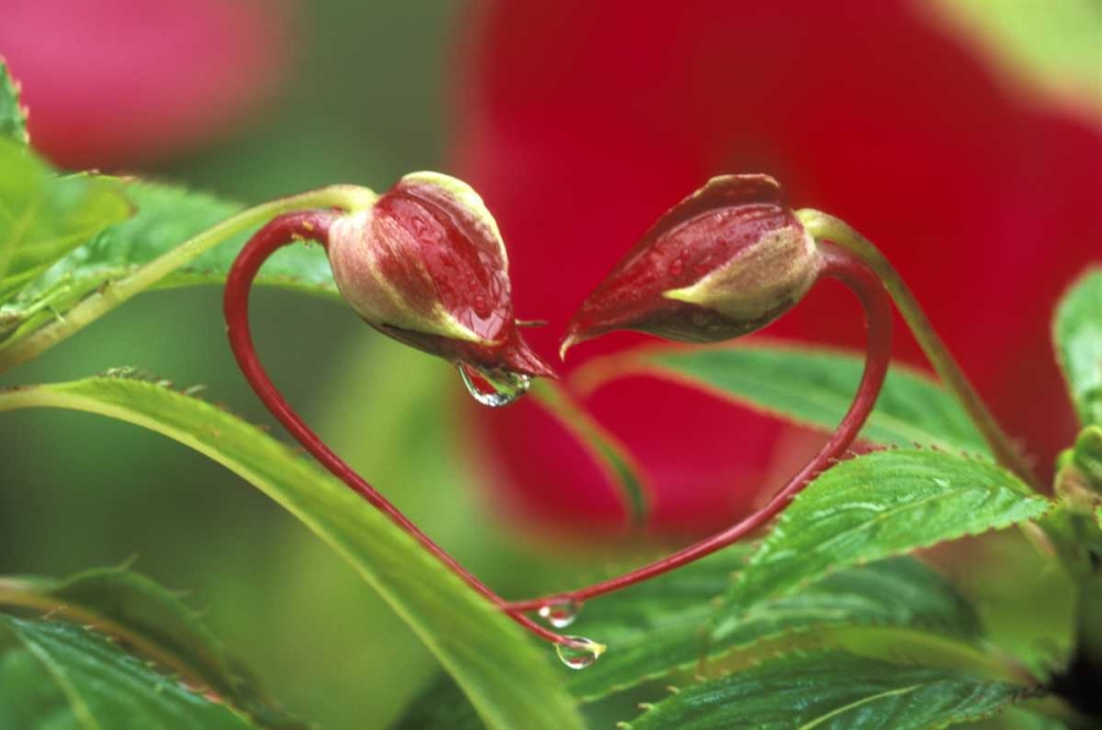 Begonia Buds in heart shape with drops art print by Nancy Rotenberg for $57.95 CAD