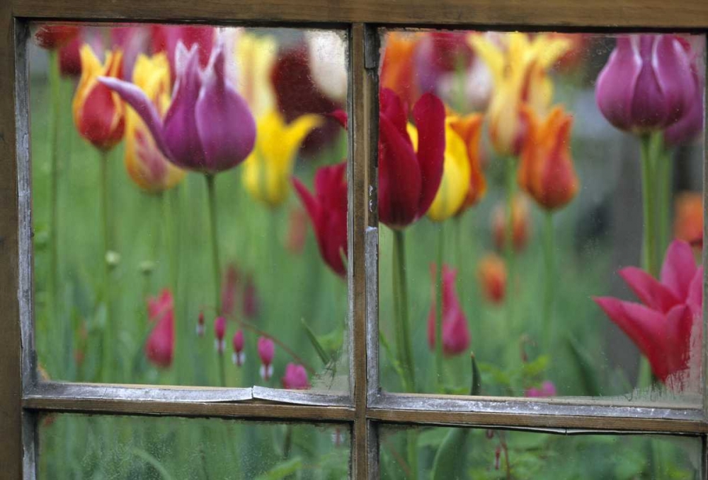 Spring Garden Behind Old window art print by Nancy Rotenberg for $57.95 CAD