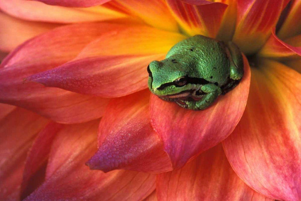 Pacific Chorus frog on dahlia art print by Dennis Kirkland for $57.95 CAD