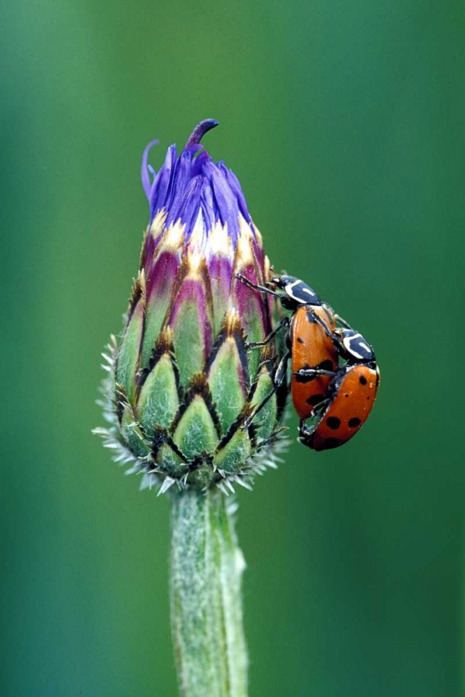 Close-up of mating ladybugs art print by Dennis Kirkland for $57.95 CAD