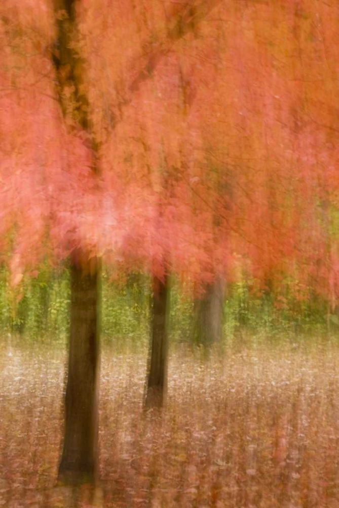 Impressionistic view of trees in autumn colors art print by Jay OBrien for $57.95 CAD