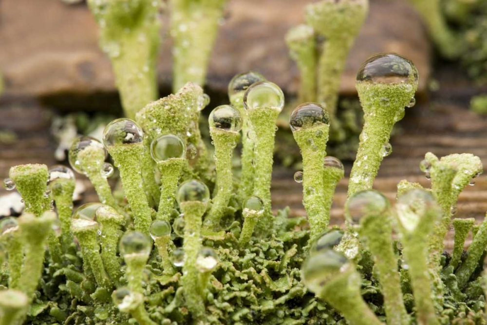 Detail of raindrops on lichen art print by Don Paulson for $57.95 CAD