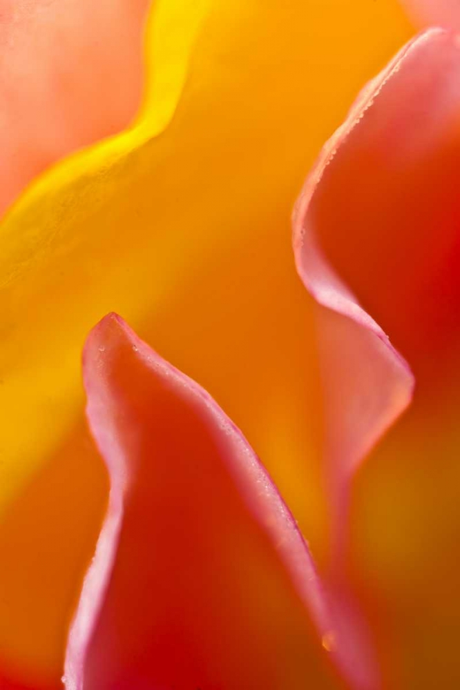 Abstract detail of flower petals art print by Nancy Rotenberg for $57.95 CAD