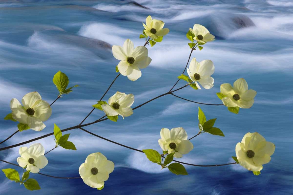 WA, Hood Canal Pacific dogwood blossoms art print by Don Paulson for $57.95 CAD