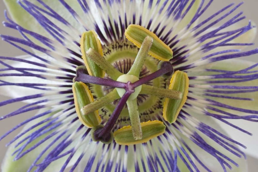 Macro of top view of passion flower art print by Don Paulson for $57.95 CAD