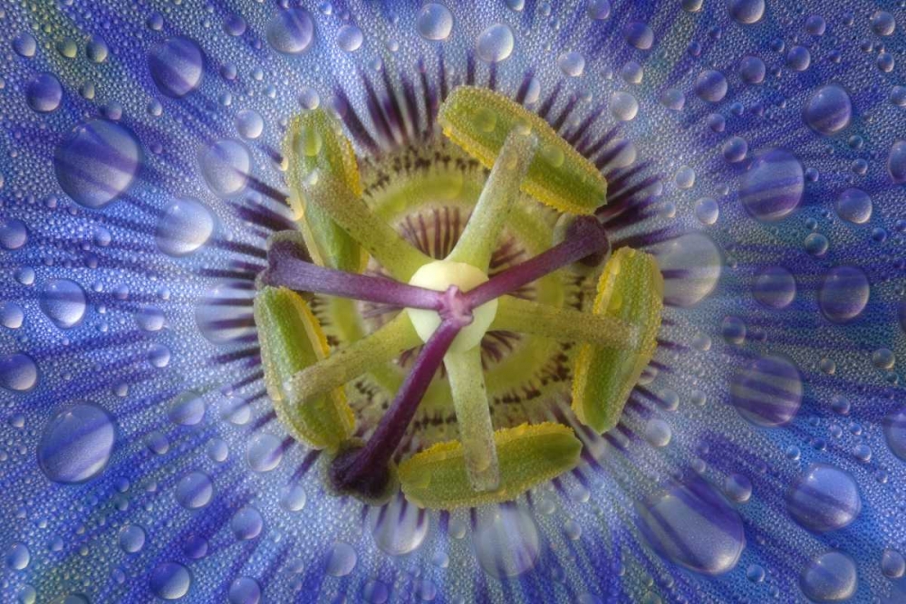 Close-up of dewy passion flower art print by Don Paulson for $57.95 CAD