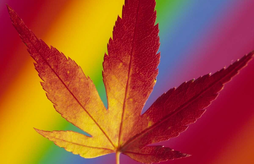 Abstract of autumn-colored Japanese maple leaf art print by Steve Satushek for $57.95 CAD