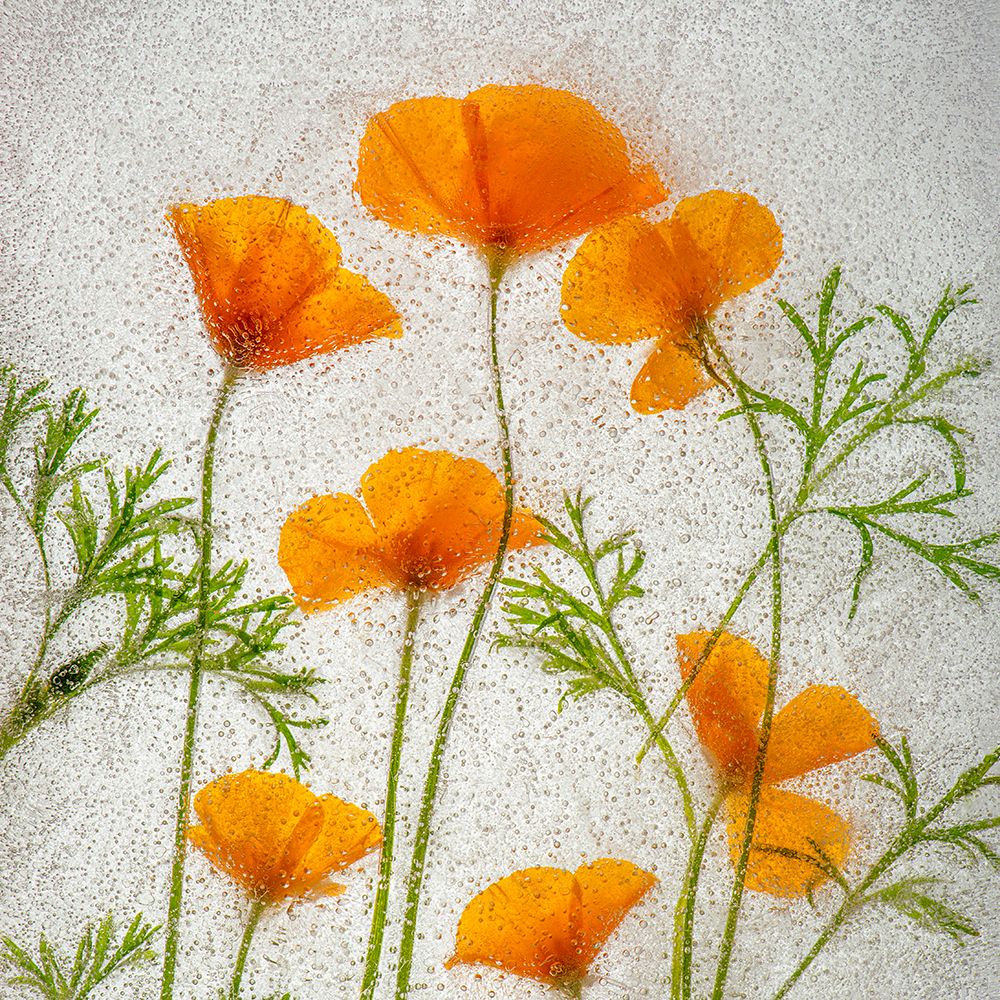 California poppies in ice art print by Jaynes Gallery for $57.95 CAD