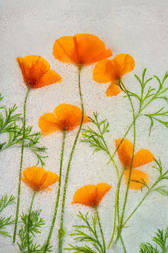 California poppies in ice art print by Jaynes Gallery for $57.95 CAD