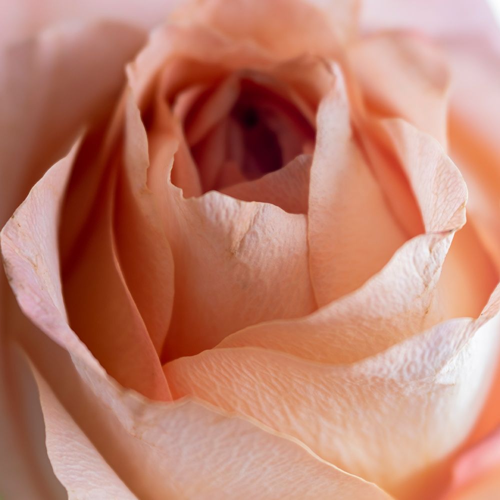 Close-up of rose art print by George and Marilu Theodore for $57.95 CAD