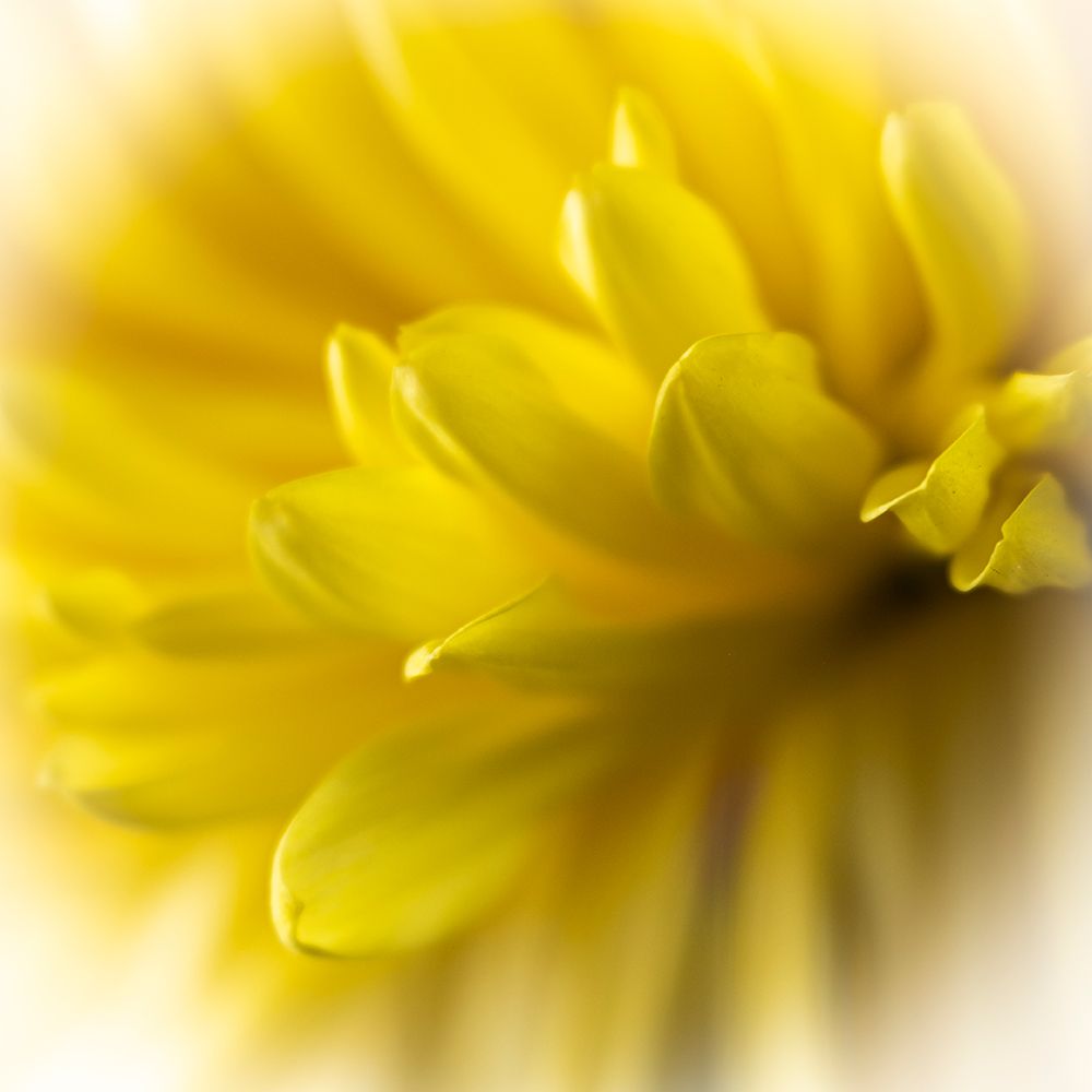 Close-up of yellow flower. art print by George and Marilu Theodore for $57.95 CAD