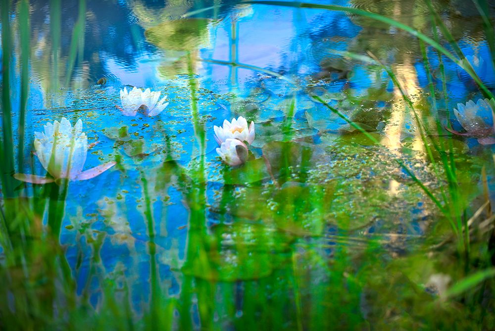 Soft composite of water lilies in a pond art print by Janell Davidson for $57.95 CAD