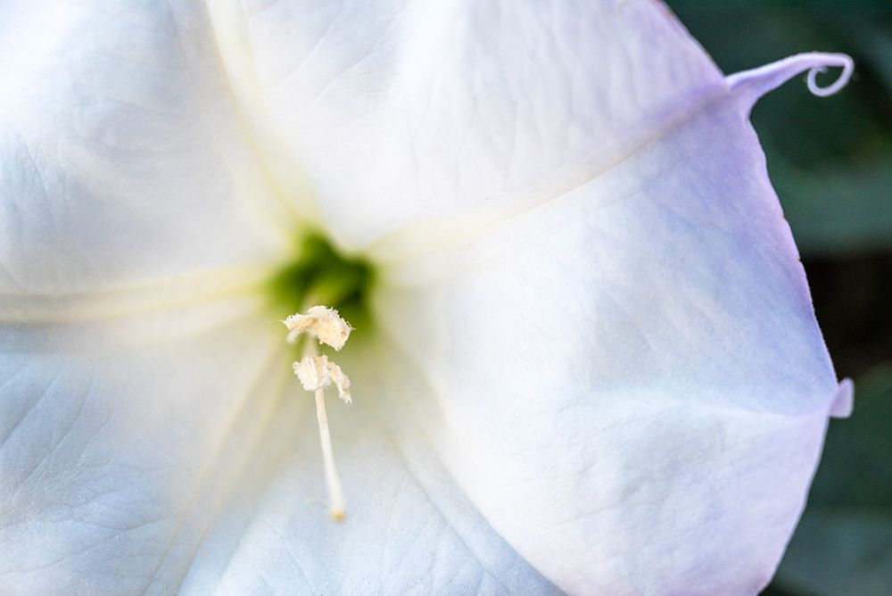 Datura trumpet flower close-up art print by Janell Davidson for $57.95 CAD