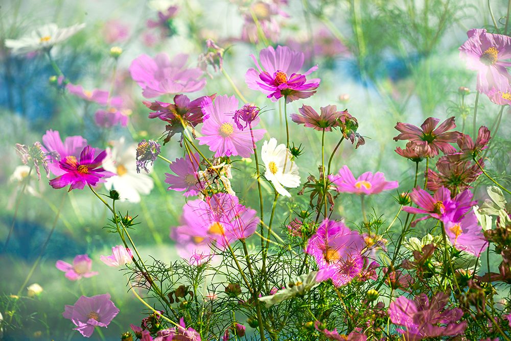 Composite of Cosmos Garden art print by Janell Davidson for $57.95 CAD
