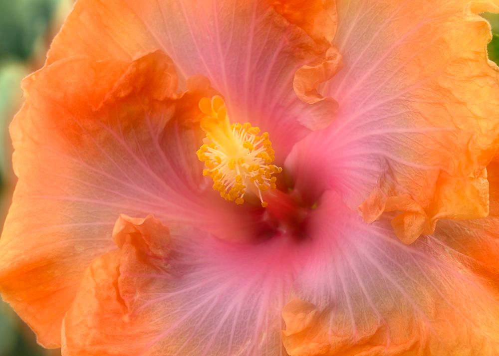 Hibiscus flower composite art print by Janell Davidson for $57.95 CAD