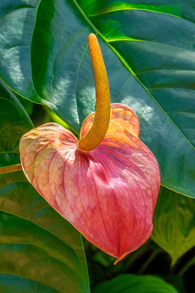Anthurium art print by Jim Engelbrecht for $57.95 CAD
