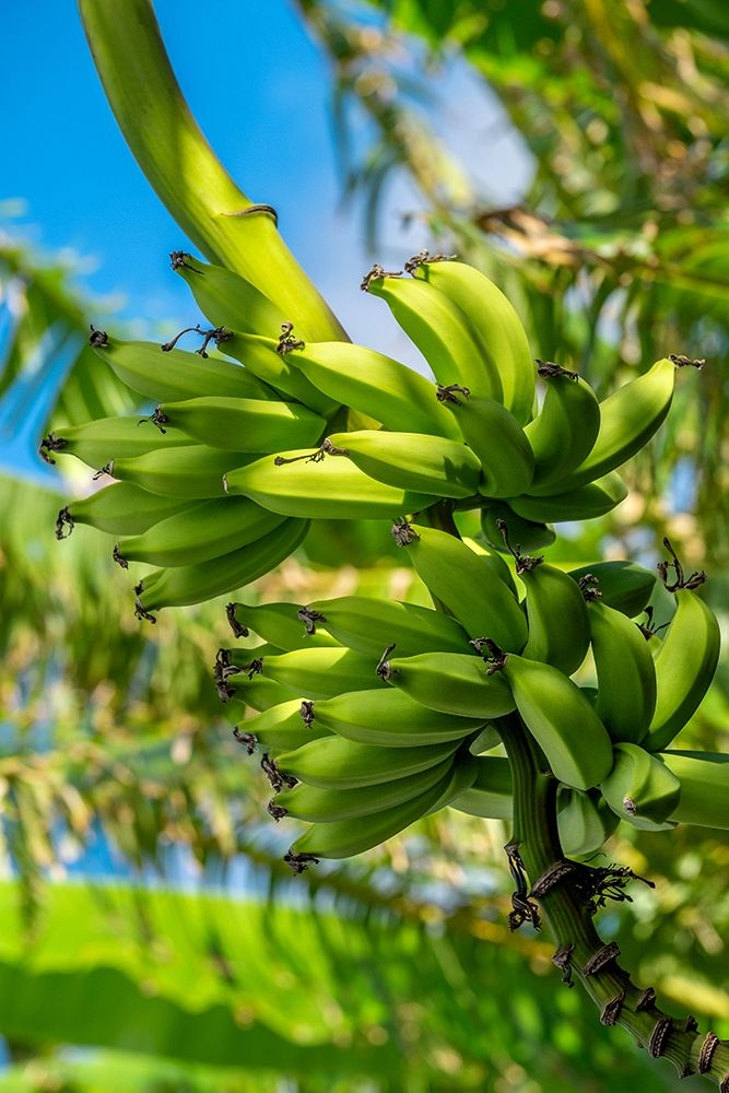 Bunch of bananas on tree art print by Jim Engelbrecht for $57.95 CAD