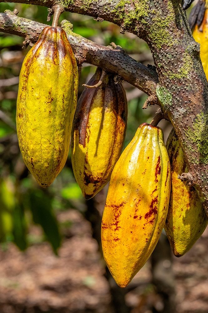 Cacao fruit art print by Jim Engelbrecht for $57.95 CAD