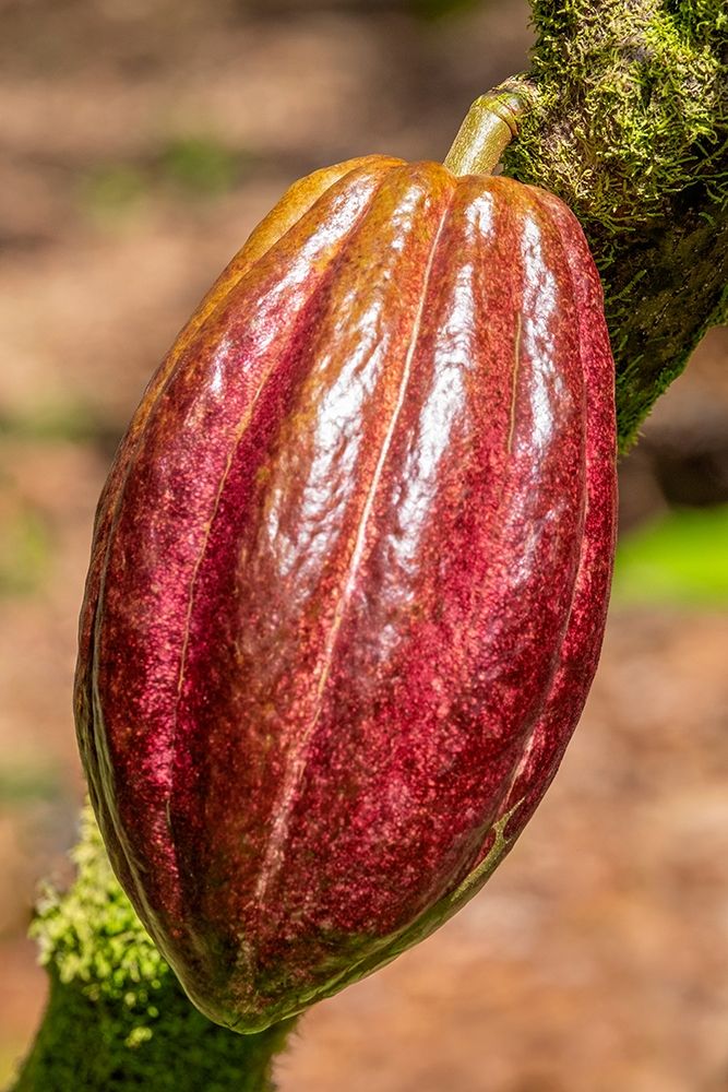 Cacao fruit art print by Jim Engelbrecht for $57.95 CAD
