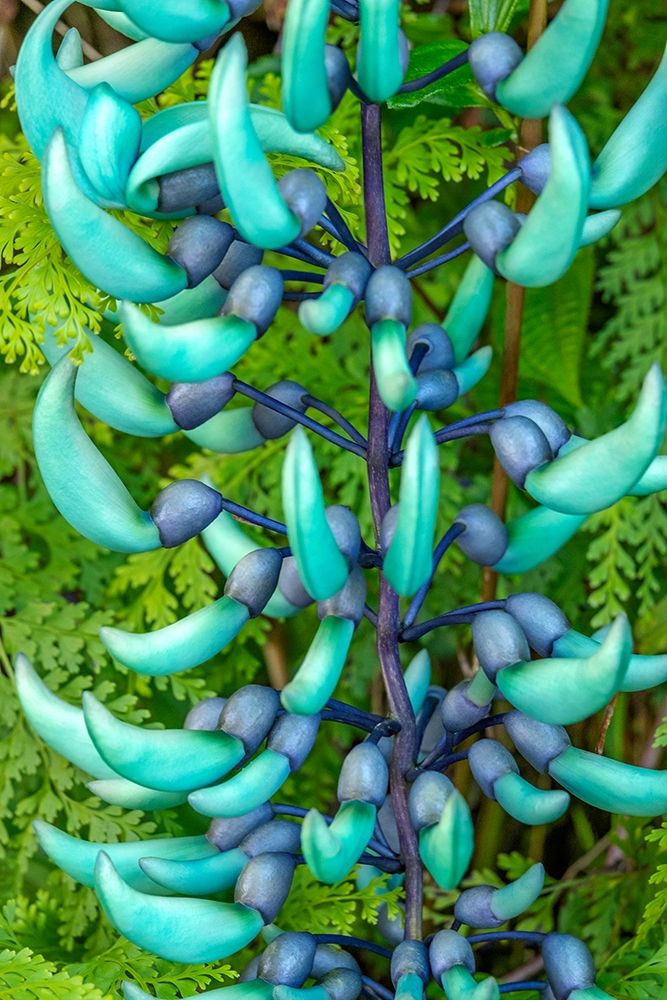 Jade vine art print by Jim Engelbrecht for $57.95 CAD