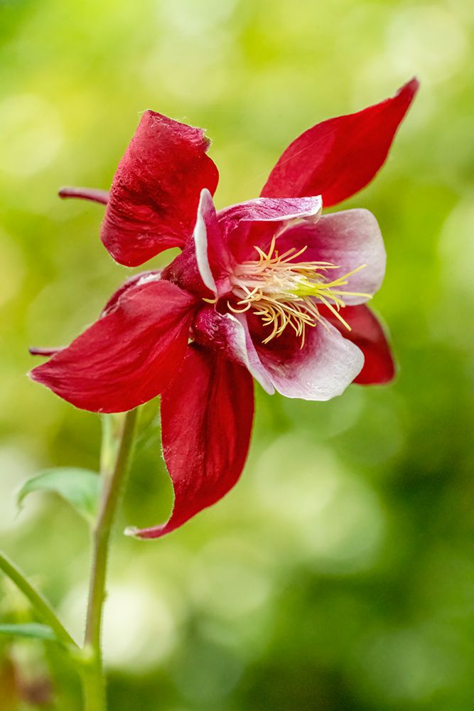 Rocky Mountain Columbine in bloom art print by Janet Horton for $57.95 CAD