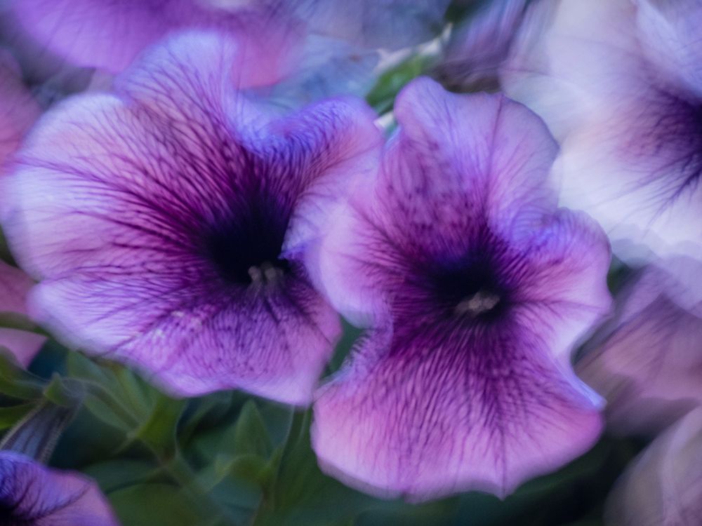 Purple petunias art print by Merrill Images for $57.95 CAD