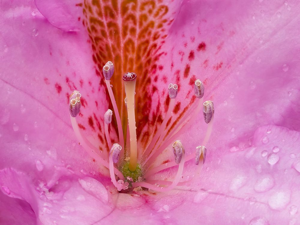 Rhododendron flower art print by Jamie and Judy Wild for $57.95 CAD