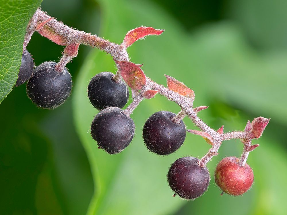 Salal berries art print by Jamie and Judy Wild for $57.95 CAD