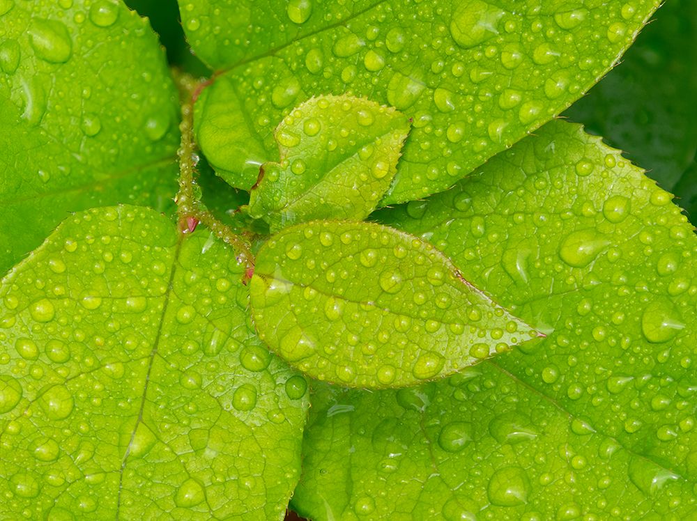 Water drops on Salal leaves art print by Jamie and Judy Wild for $57.95 CAD