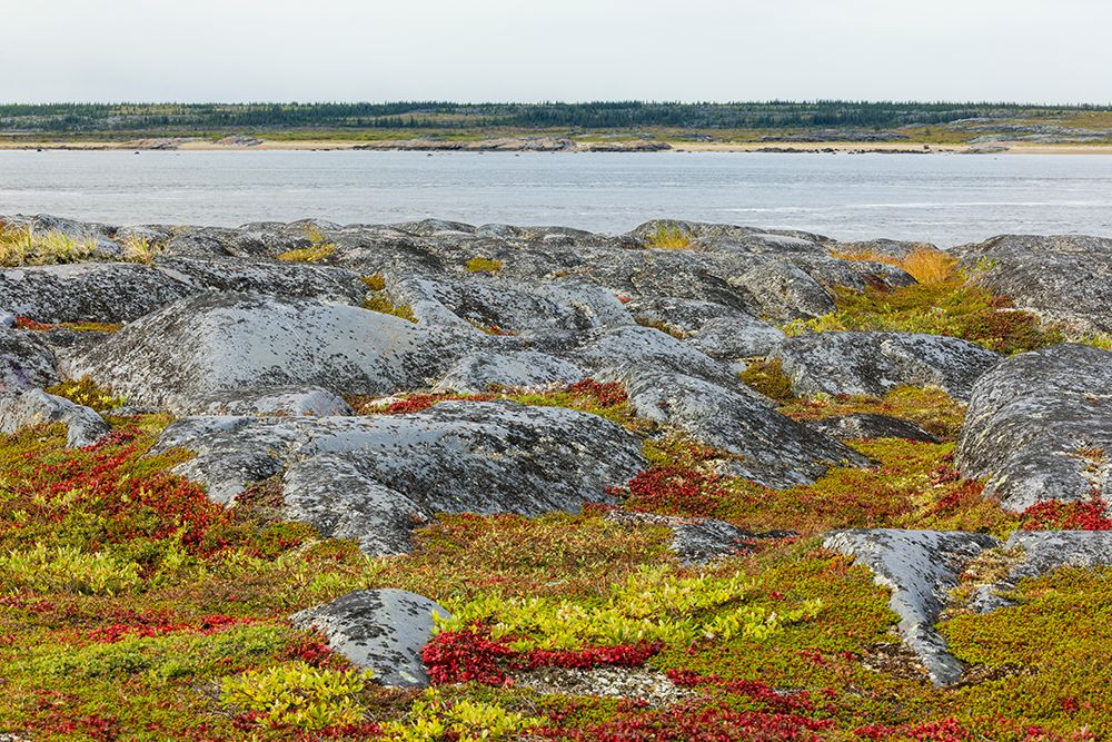 Autumn arctic tundra and the Churchill River in northern Manitoba art print by Ken Archer for $57.95 CAD