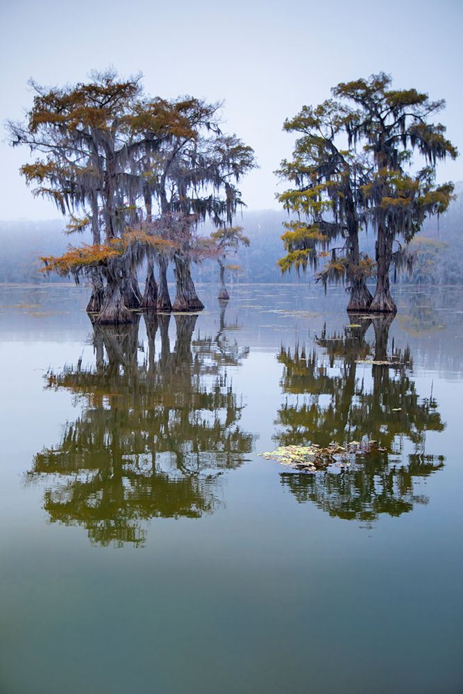 Bald cypress turning to fall color as leaves die- Caddo Lake- Texas. art print by Larry Ditto for $57.95 CAD