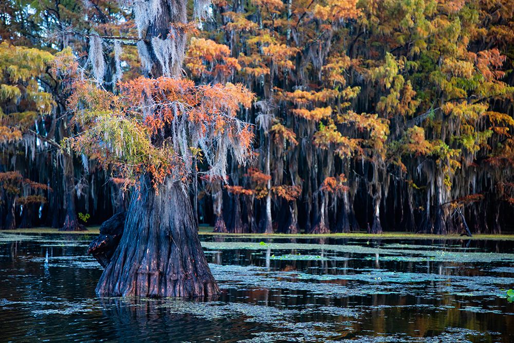 Bald cypress in fall color art print by Larry Ditto for $57.95 CAD