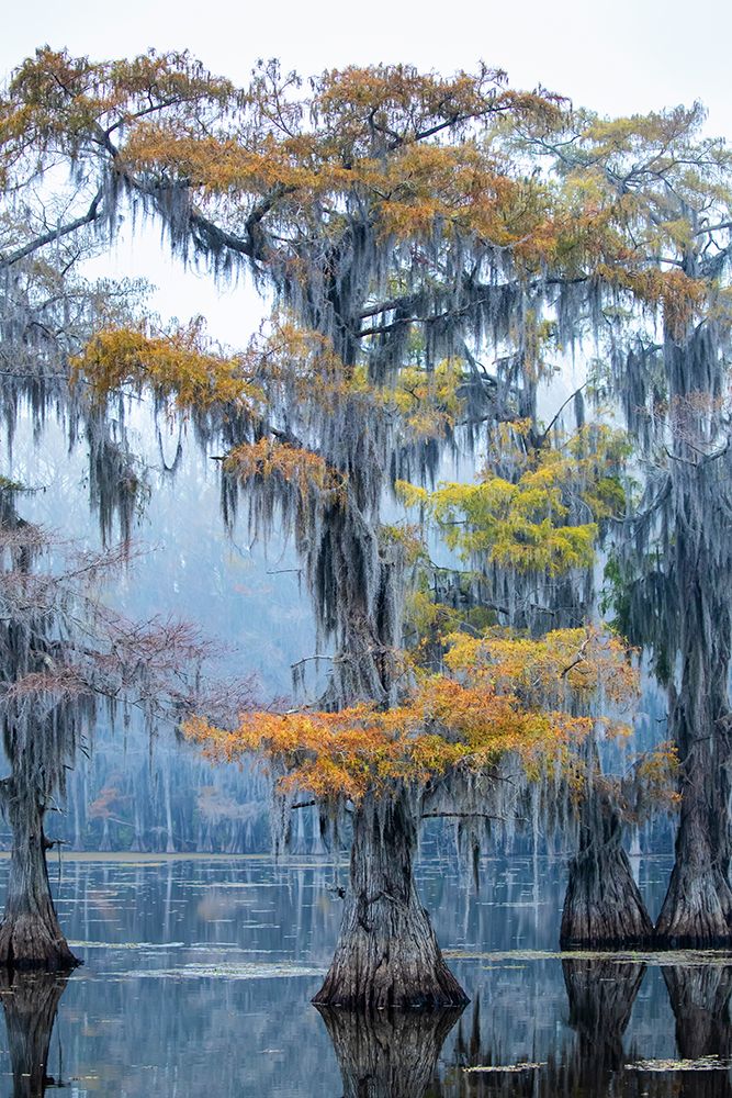 Bald cypress in fall color art print by Larry Ditto for $57.95 CAD