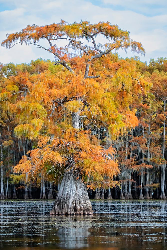 Bald cypress in autumn color art print by Larry Ditto for $57.95 CAD