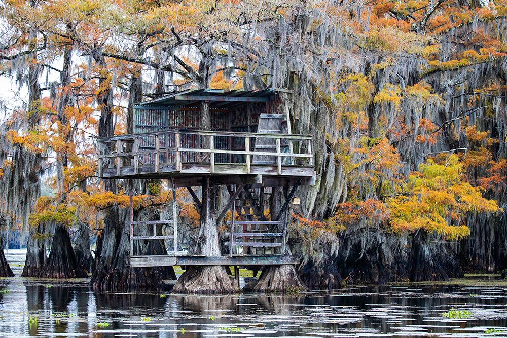 Bald cypress in autumn color art print by Larry Ditto for $57.95 CAD