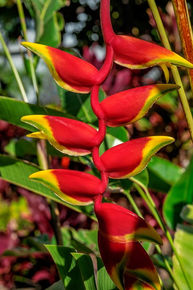 Heliconia art print by Lisa S. Engelbrecht for $57.95 CAD