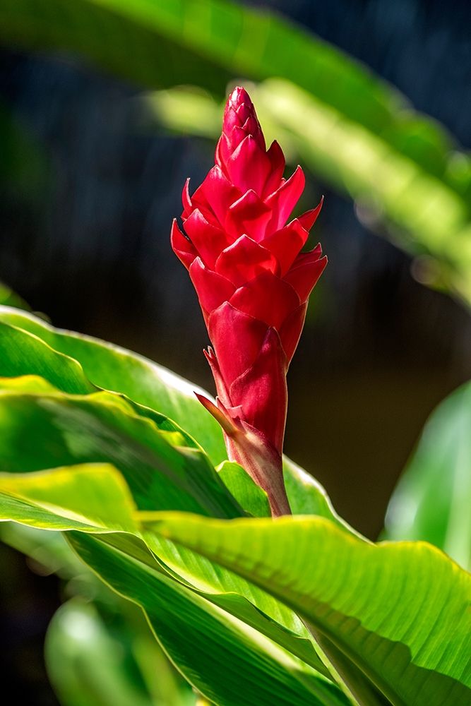 Red Ginger plant art print by Lisa S. Engelbrecht for $57.95 CAD
