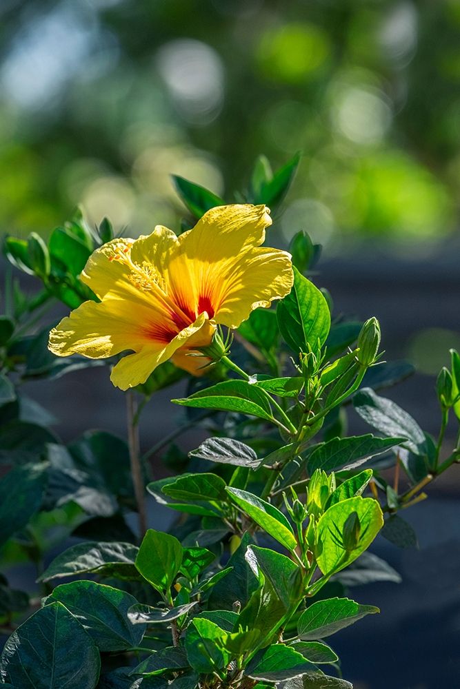 Yellow Hibiscus art print by Lisa S. Engelbrecht for $57.95 CAD