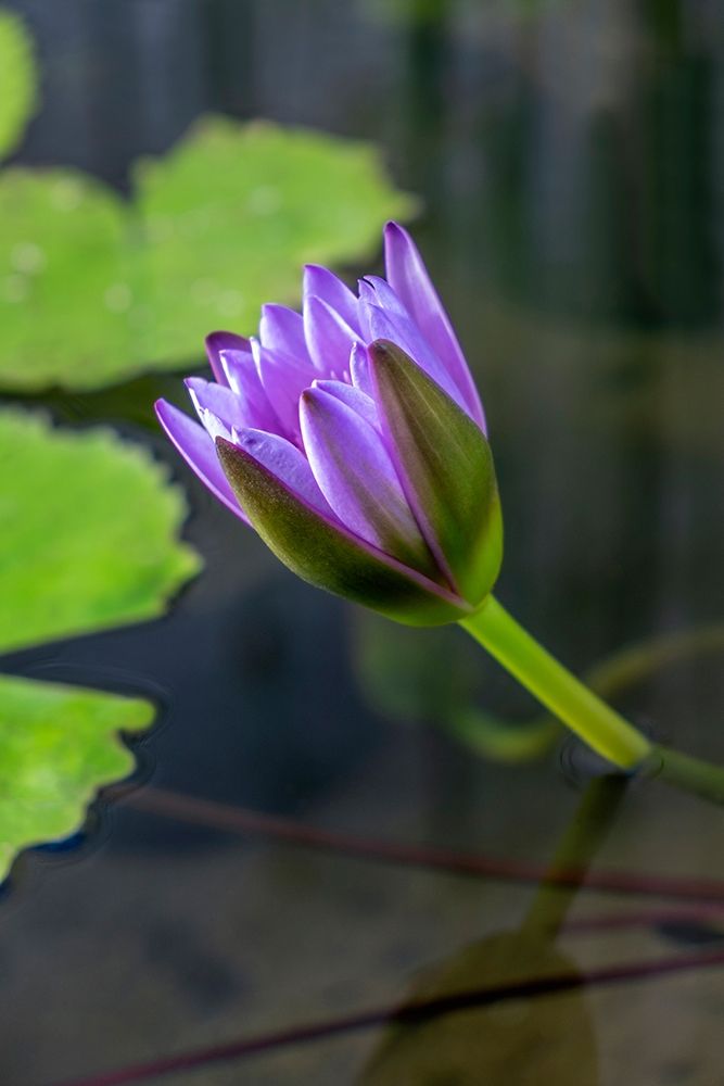 Blue Cape Water lily art print by Lisa S. Engelbrecht for $57.95 CAD