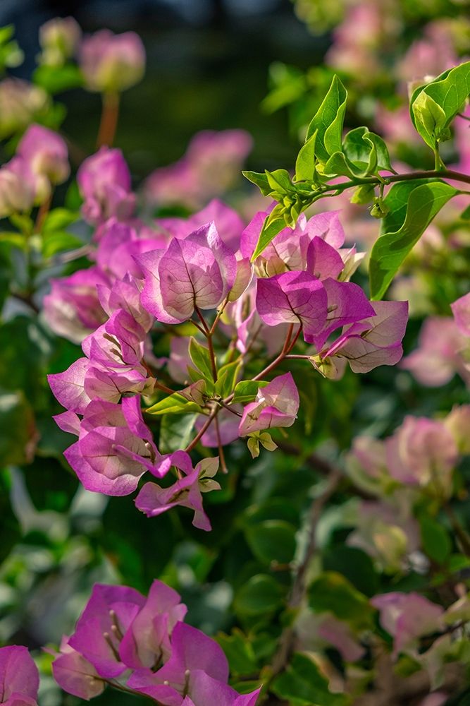 Bougainvillea art print by Lisa S. Engelbrecht for $57.95 CAD