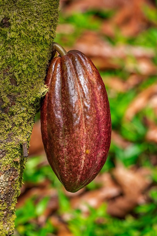 Cacao fruit art print by Lisa S. Engelbrecht for $57.95 CAD