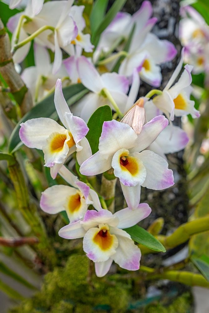 Dendrobium Orchid art print by Lisa S. Engelbrecht for $57.95 CAD
