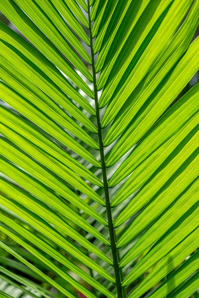 Detail of palm fronds art print by Lisa S. Engelbrecht for $57.95 CAD